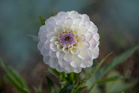 Close up of the pure white Dahlia flower