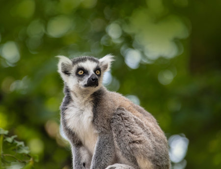 The ring-tailed lemur, Lemur catta is a large strepsirrhine primate and the most recognized lemur...