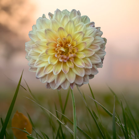 A white yellow dahlia flower in the autumn gardenの写真素材