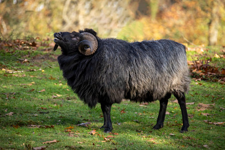 The Heidschnucke is a group of three types of moorland sheep from northern Germanyの写真素材
