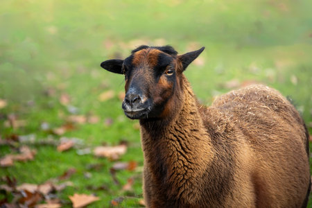 Brown goat on the dike in the Netherlandsの写真素材