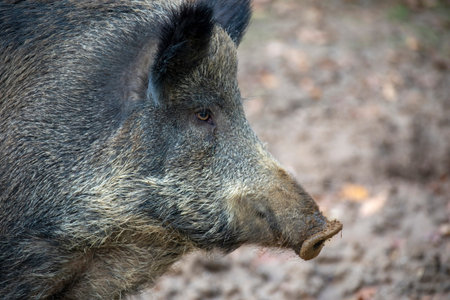 Close up portrait of a Wild boar