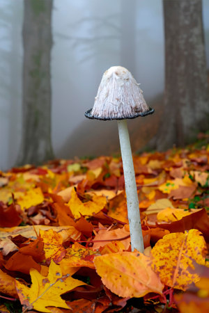 Russula albonigra, commonly known as the blackening russula is a member of the genus Russulaの写真素材