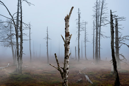 A dead forest with dead trees. Climate change conceptの写真素材