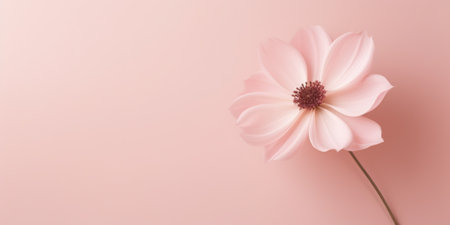 contemporary minimalist of a light pink beautiful flower, soft pastel colors, neutral light backgroundの写真素材