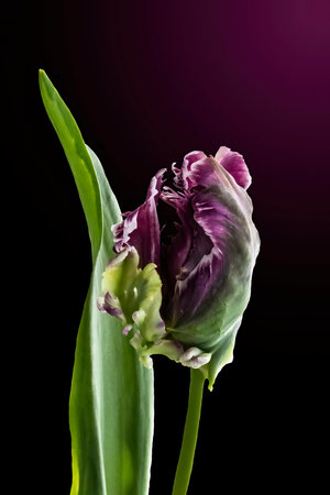 Dutch Parrot tulips, isolated on dark backgroundの素材