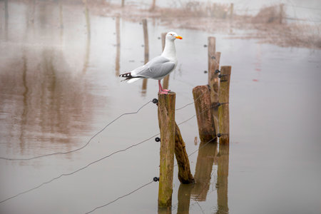 Landscape with flooded river Maas in Bergen - North Limburg, the Netherlandsの素材