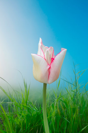 White-pink tulip in the grass in springtime. Spring flower.の素材