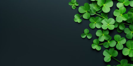 Green clover leaves on black background. St. Patrick's day concept.の素材