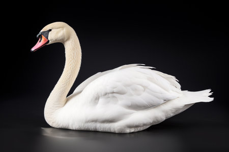 White swan isolated on black background. Clipping path included.の素材