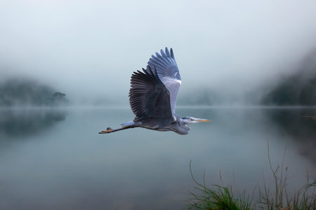 Gray heron flying over a lake in the fog, Scotland.の写真素材