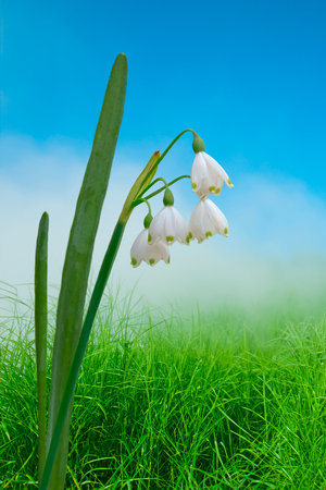 Leucojum vernum, called the spring snowflake, is a species of flowering plant in the family Amaryllidaceaeの写真素材