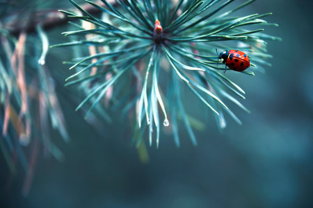 Ladybug on a pine branch with drops of dew on the needlesの素材