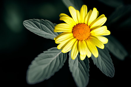 Yellow daisy isolated on black backgroundの素材