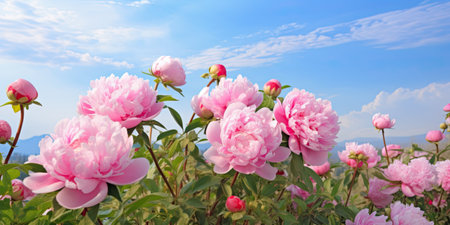 Peony flowers on the background of the blue sky with clouds.の素材