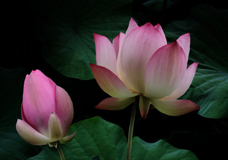 Lotus flower and Lotus flower plants in the pond with dark backgroundの素材