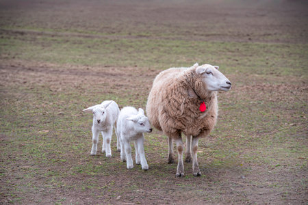 Sheep and lambs in a field in the Netherlands. Spring timeの素材