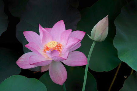 Pink lotus flower in the pond with dark green leaves background.の素材