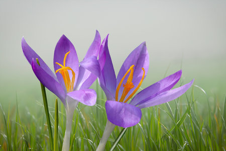 Beautiful purple crocus flowers blooming in a meadow.の素材