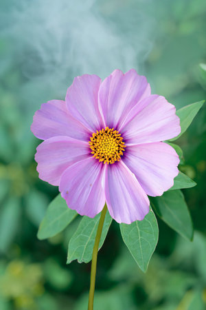 Cosmos flower blooming in the garden with smoke in the morning.の素材
