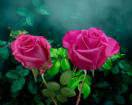 Beautiful pink rose flowers with green leaves on dark bokeh backgroundの素材
