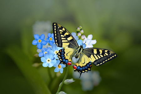 Papilio machaon, the Old World swallowtail, sitting on forget-me-not flowers in springtimeの写真素材