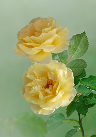 Yellow roses in the summer gardenの写真素材