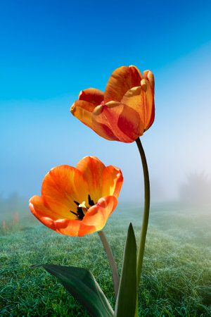 Beautiful tulips in the garden in springtimeの写真素材