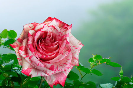 Close up of a beautiful painter's rose in the summer gardenの写真素材