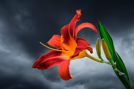 Close up of a red day lily in the summer gardenの写真素材