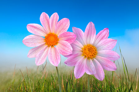 Pink dahlia flowers in the summer gardenの写真素材