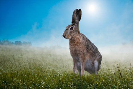 Closeup of a hare in a grass field in springの写真素材