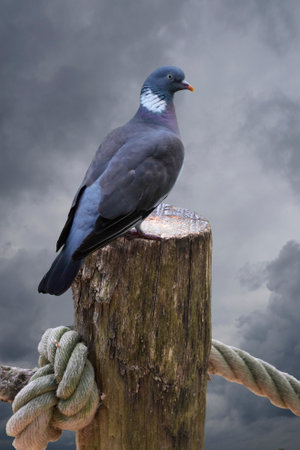 Pigeon perched on an old tree stumpの写真素材