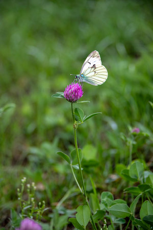 White butterfly on a thistleの写真素材