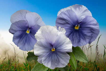 Pansy flowers in the grass in springtimeの写真素材