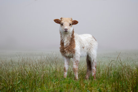 Cute newborn lamb on the dike in the Netherlandsの写真素材