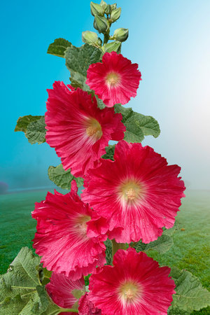 Beautiful Hollyhock in the summer gardenの写真素材