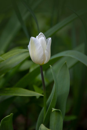 Beautiful white tulip in the springtime gardenの写真素材