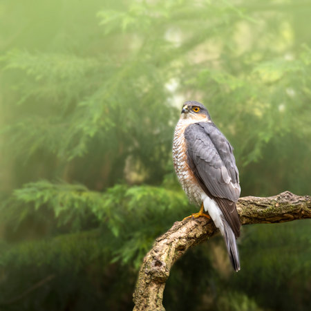 Goshawk (Accipiter gentilis) perched on a branchの写真素材