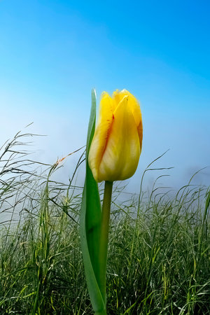 Beautiful yellow tulip in the springtime gardenの写真素材