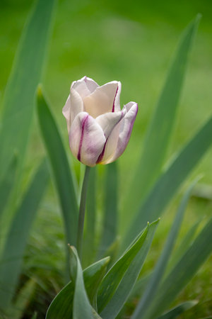 Pink-white tulip in the springtime gardenの写真素材