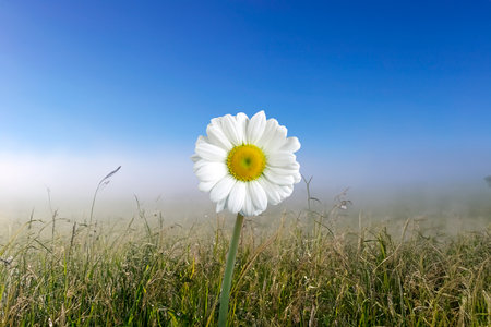 Beautiful daisy flower in the springtime in the grassの写真素材