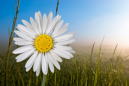 Beautiful daisy on the summer meadow. Wild flowerの写真素材