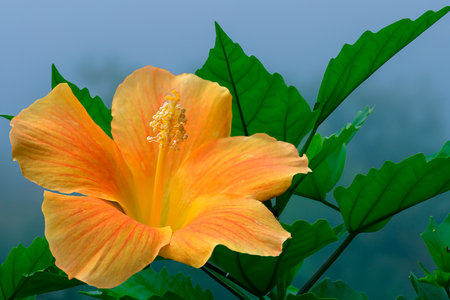 Beautiful yellow hibiscus flower in the summer gardenの写真素材