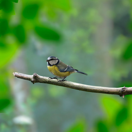 Eurasian blue tit (Cyanistes caeruleus) perched on a branchの写真素材