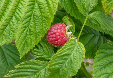 Single raspberry in the summer gardenの写真素材