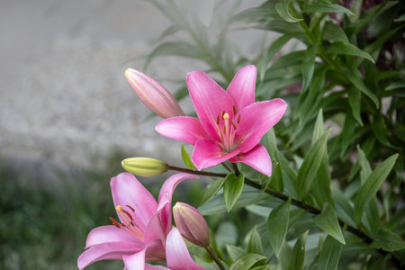 Closeup of a beautiful lily flower in the summer gardenの写真素材