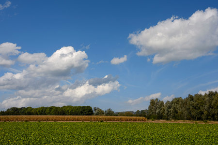 Fields with potatoes and tomatoes in the Netherlandsの写真素材
