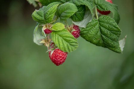 Ripe raspberries in the summer gardenの写真素材