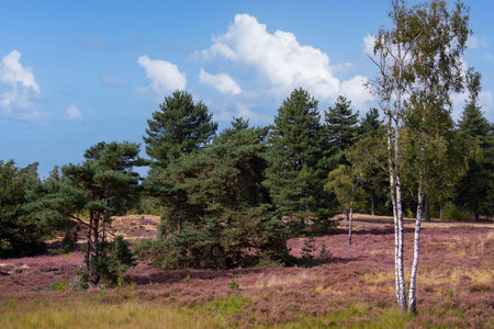 Maasduinen in the Netherlands with blooming heatherの写真素材